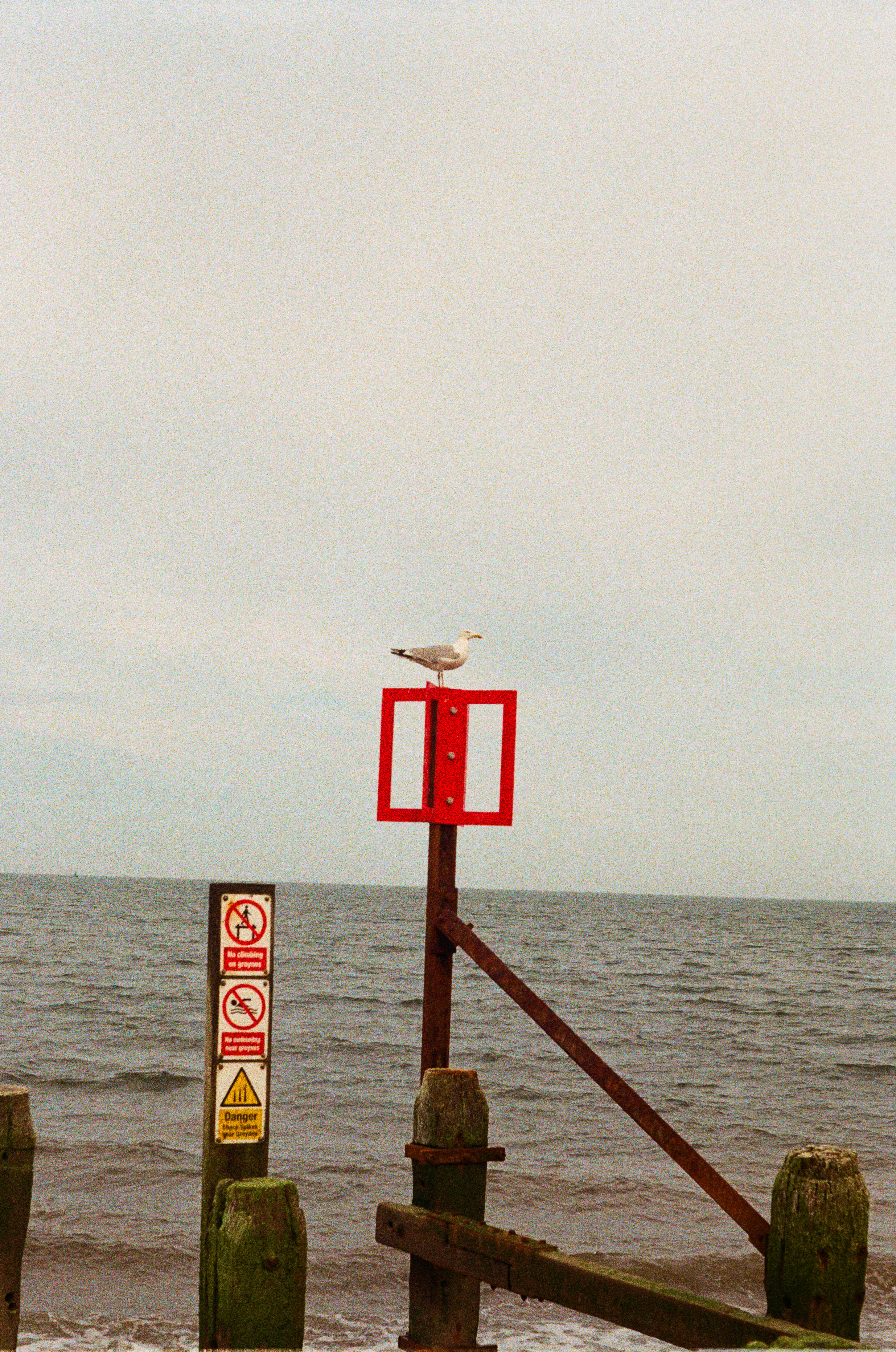 Seagull on remains of a pier, Corton, Suffolk, England, UK.